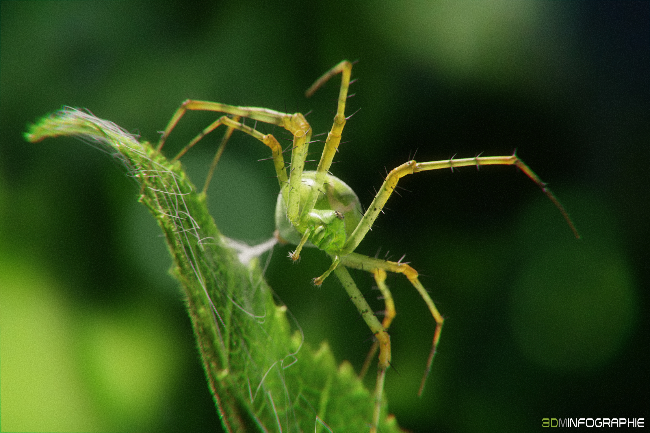 images/graphisme-3d/animaux/lynx_spider