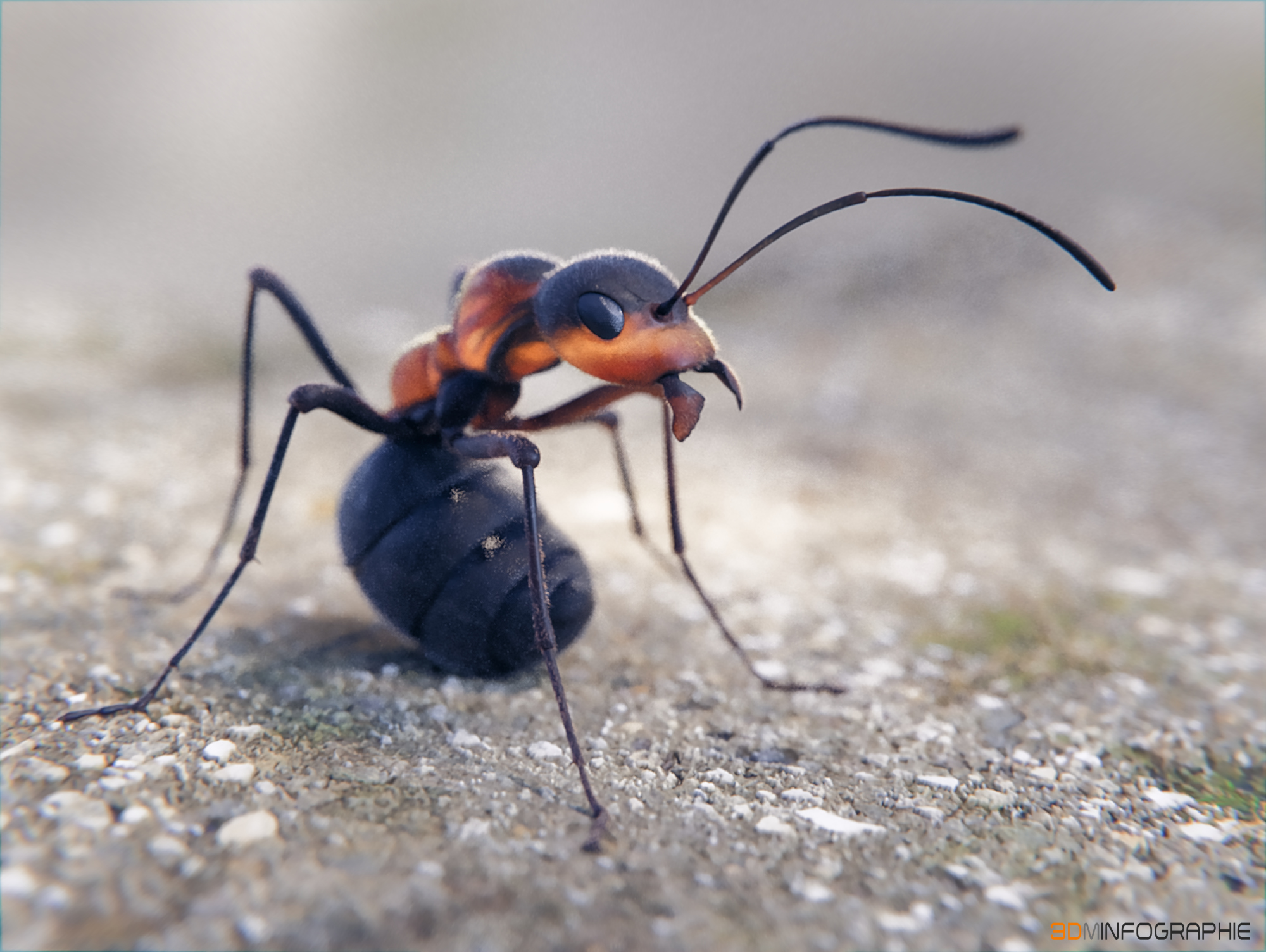 images/graphisme-3d/insectes/fourmi