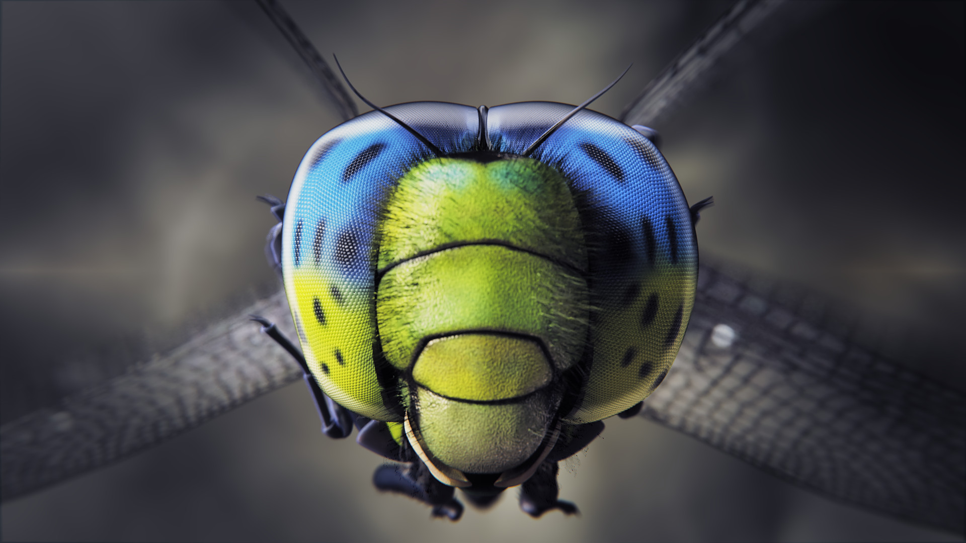 images/graphisme-3d/insectes/libellule