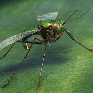 Diptera - Dolichopodidae - Amblypsilopus