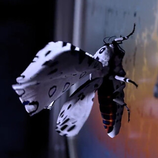 Papillon de nuit 3D