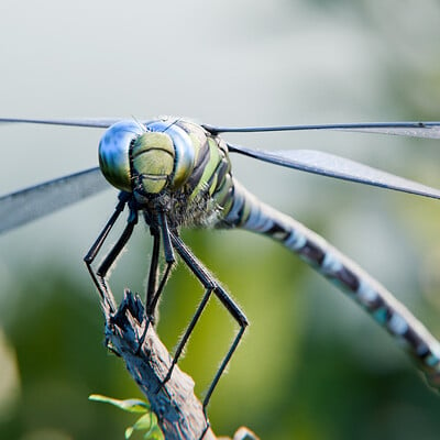 Aeshna affinis dragonfly