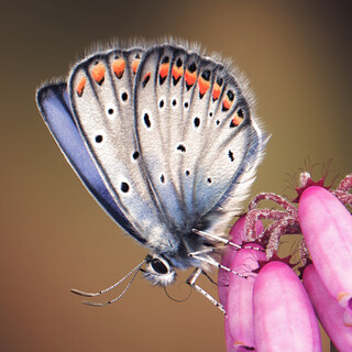 Papillon Azuré de l'Ajonc